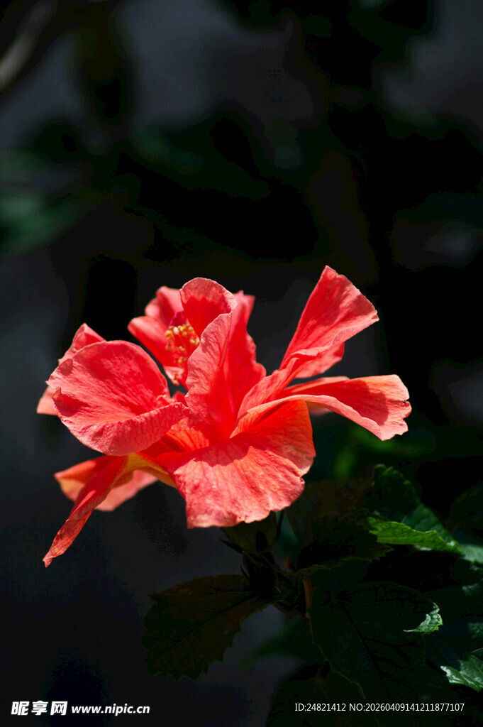 娇艳红扶桑花特写