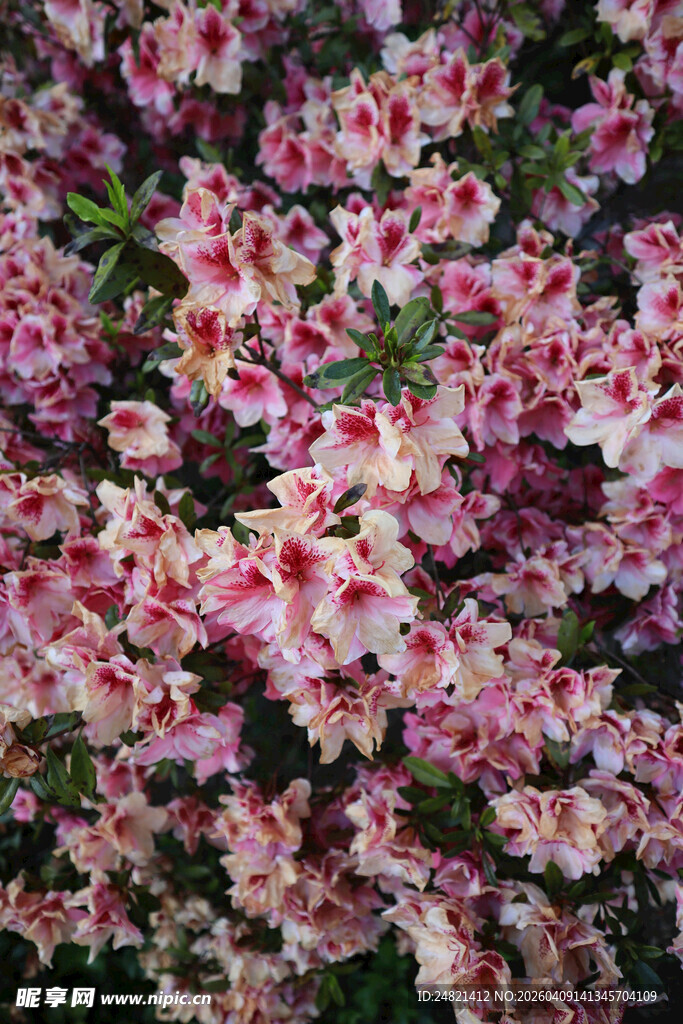 繁花锦簇的粉色花卉