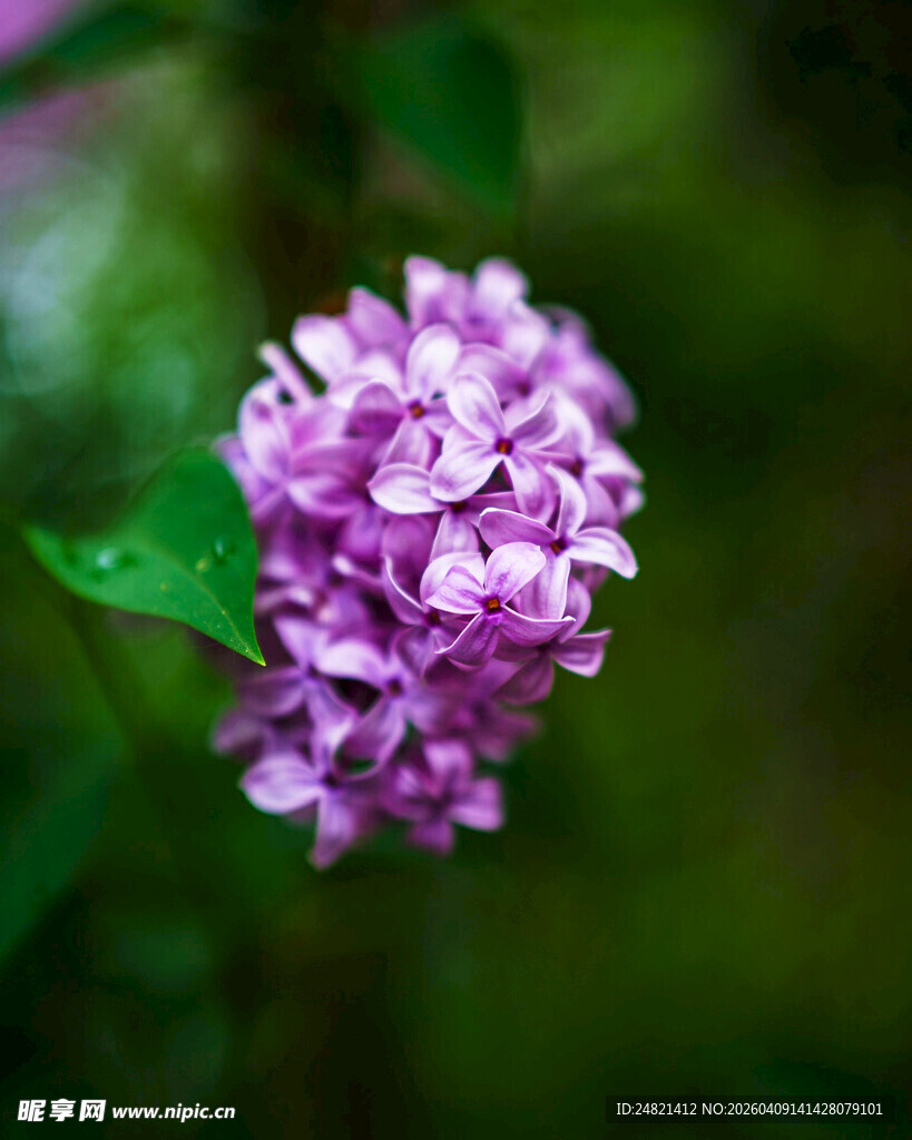 紫丁香花特写