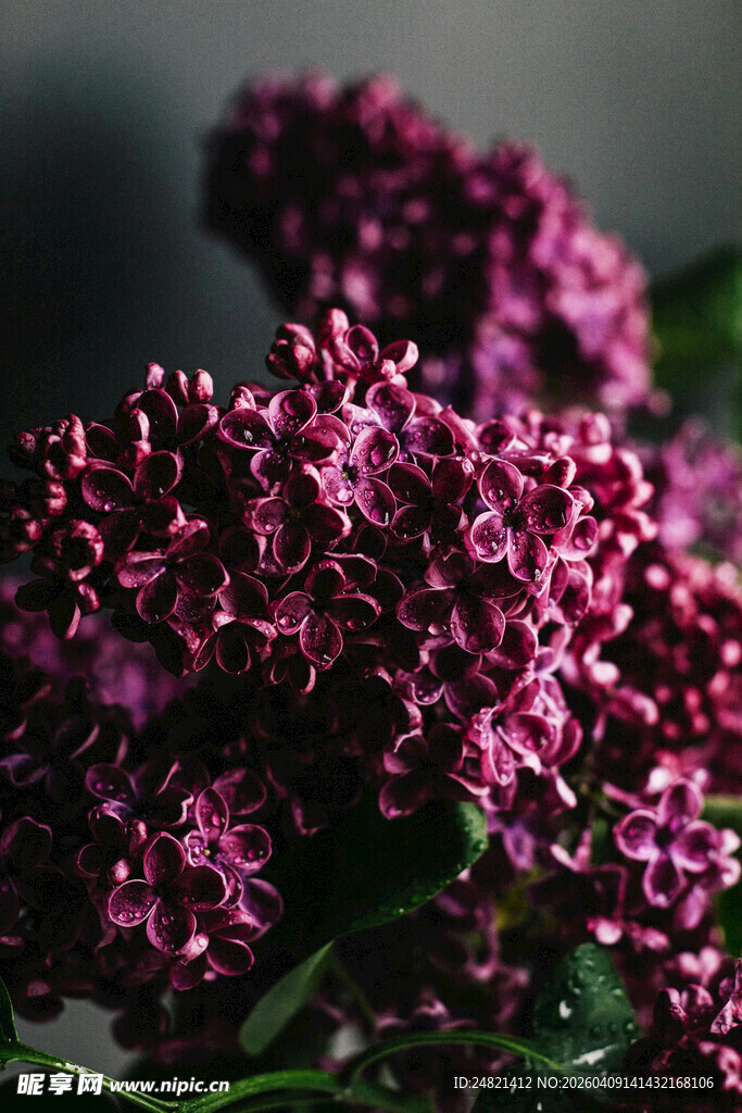 紫丁香花特写
