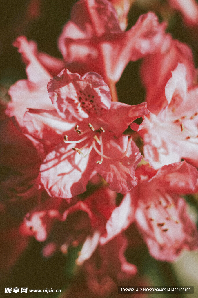 娇艳绽放的红白相间花朵