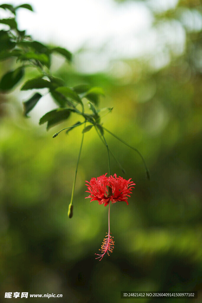 娇艳悬垂朱槿花