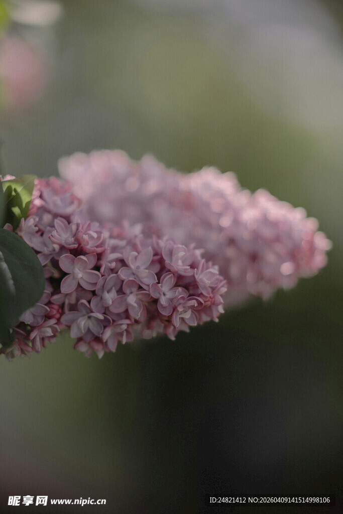 淡粉丁香花特写