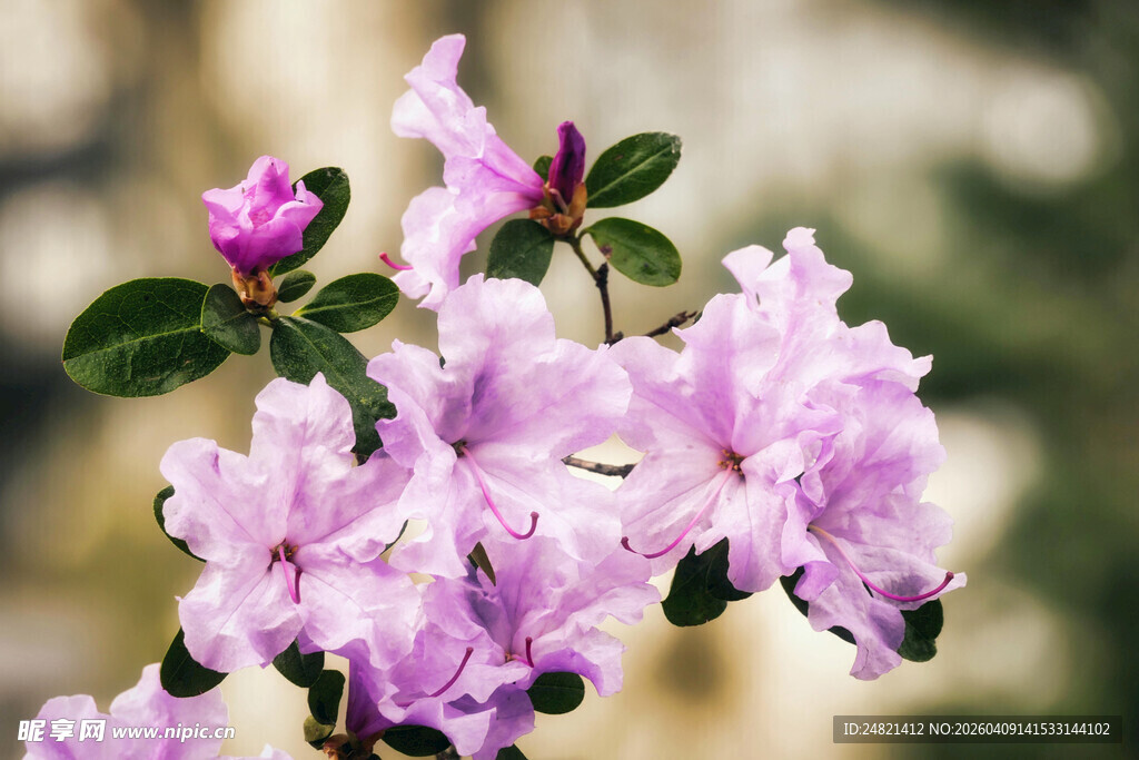 绽放的淡紫色杜鹃花朵