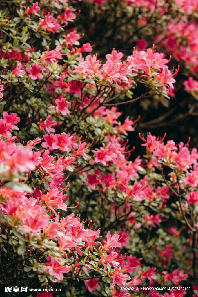 盛开的粉红色杜鹃花