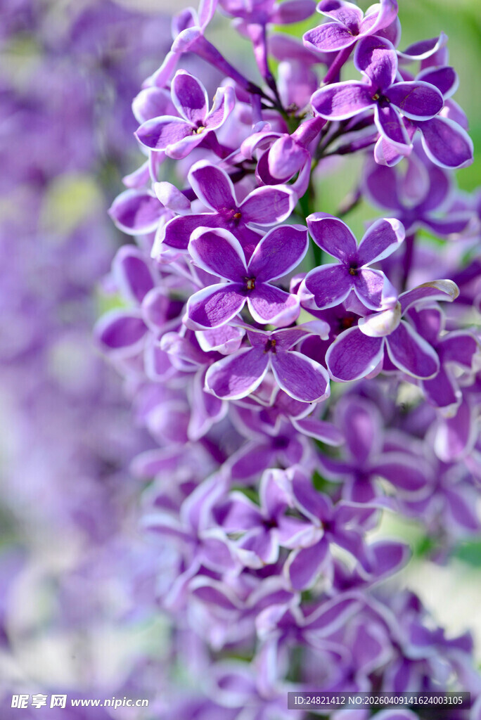 紫色美丽花卉特写