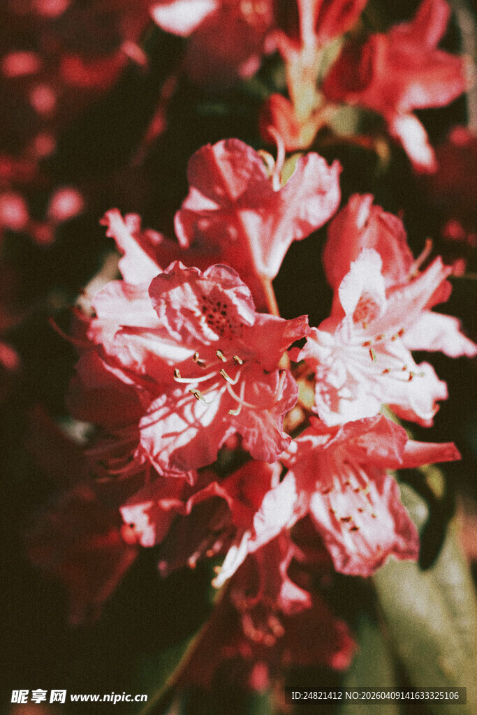 娇艳红白相间花卉特写