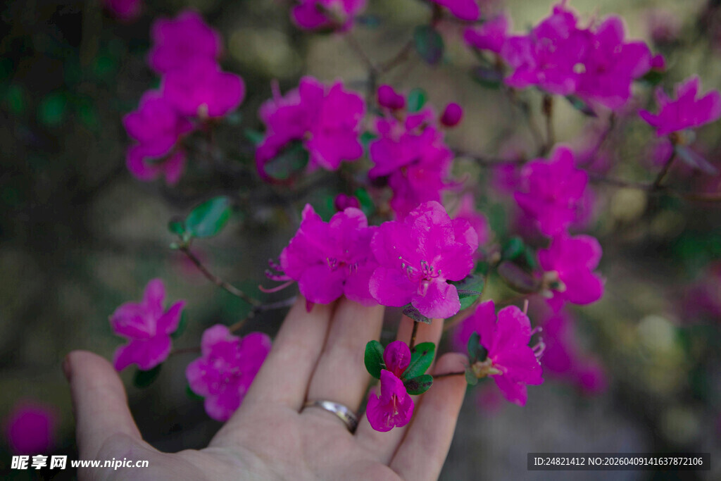 手触娇艳紫花