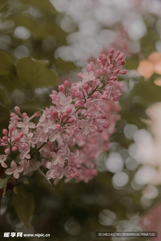 枝头绽放的粉嫩花朵