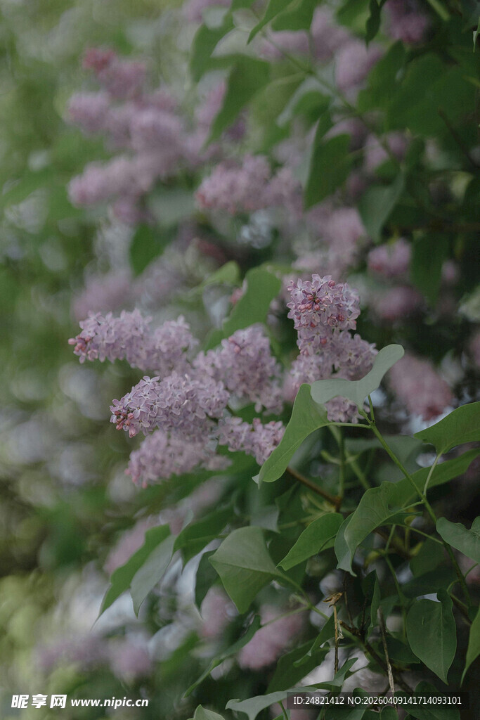 紫丁香花丛特写
