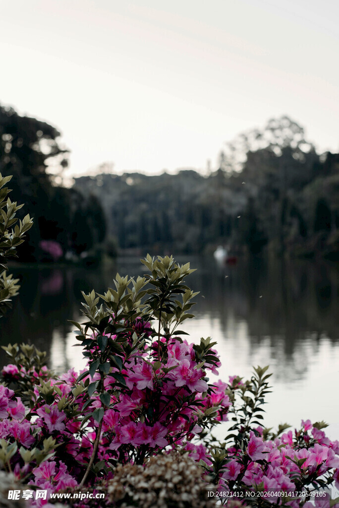 湖畔繁花盛开的自然美景