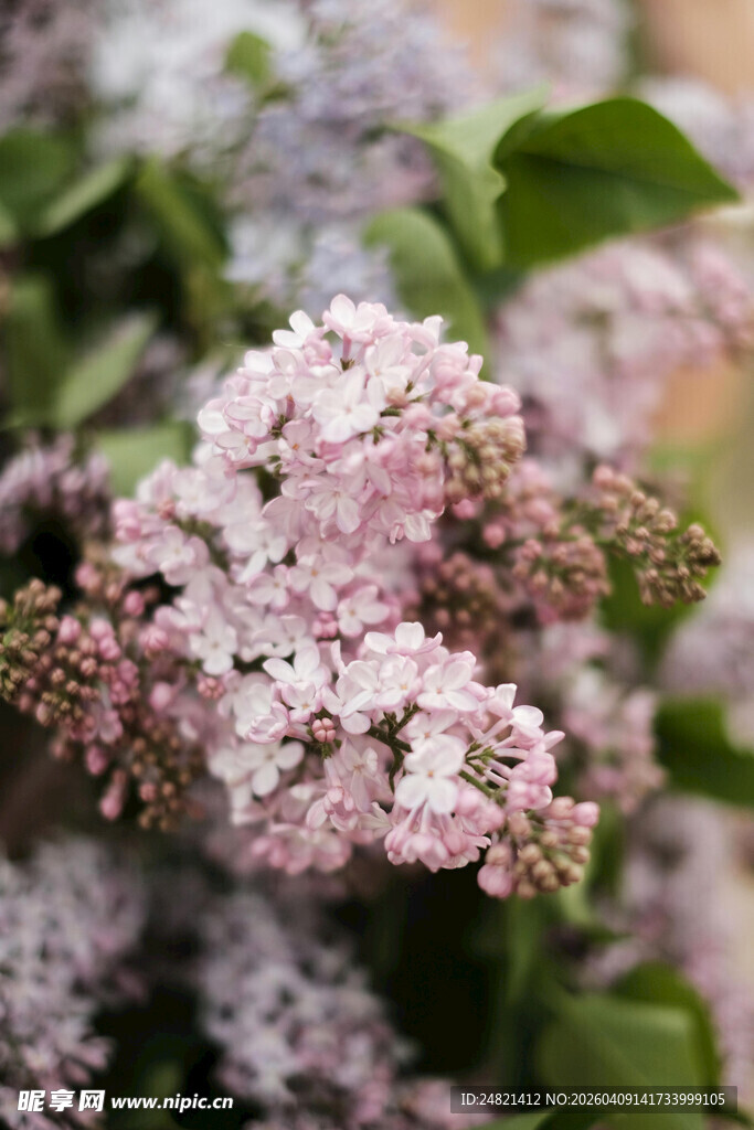 淡粉丁香花绽放