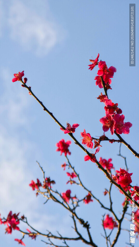 枝头绽放的艳丽红花朵