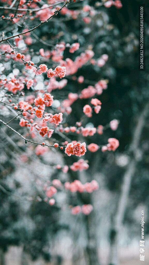 枝头绽放的艳丽红花朵