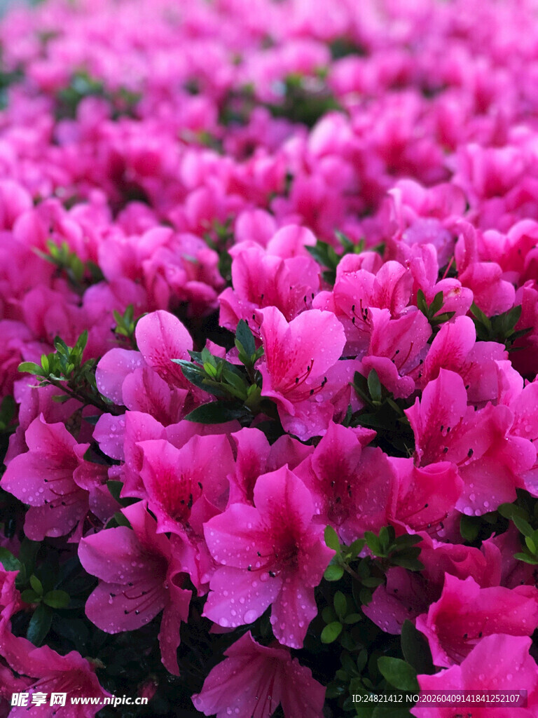 粉色烂漫杜鹃花盛放