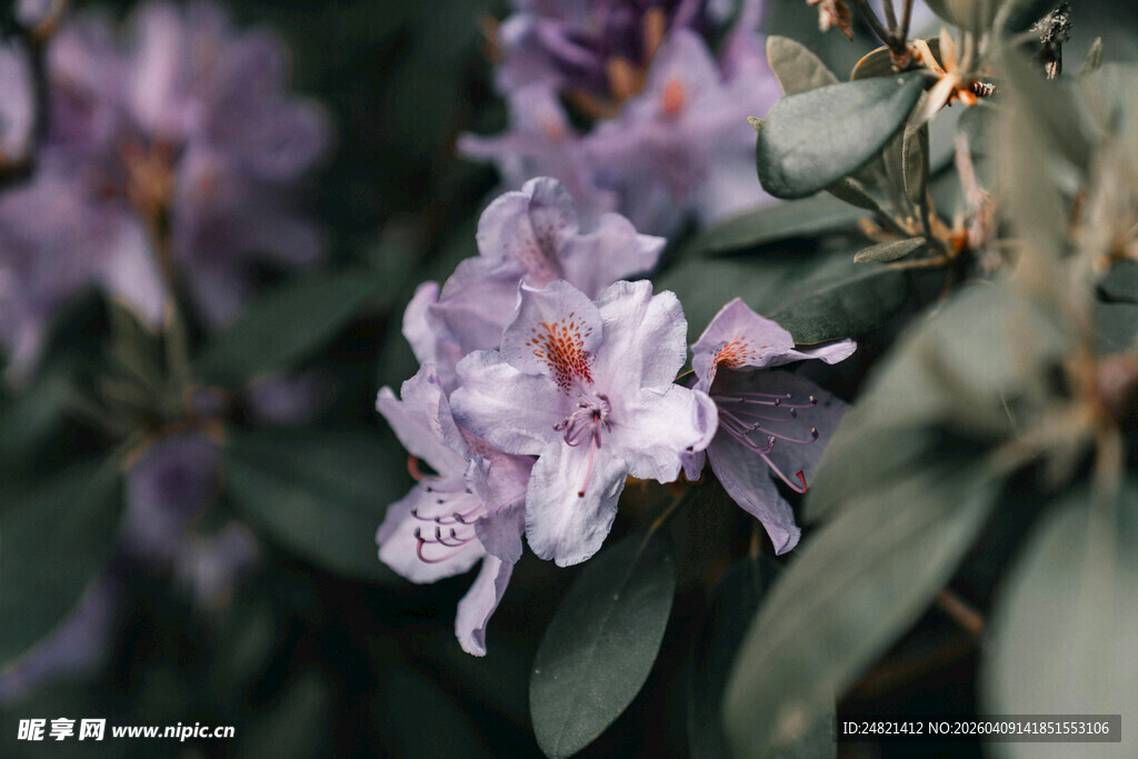 紫色杜鹃花特写