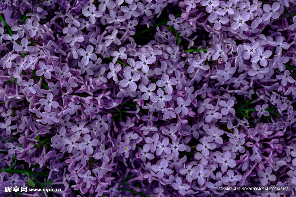 紫色繁花锦簇