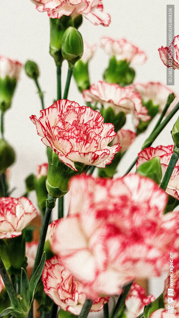 粉色康乃馨花卉特写