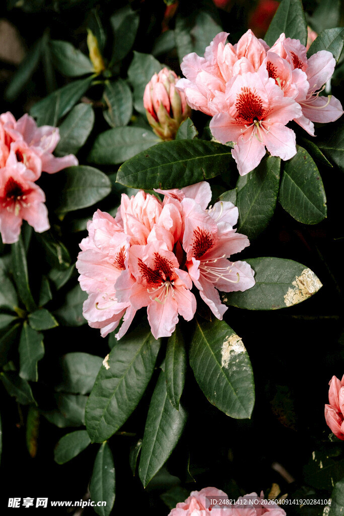 娇艳欲滴的粉色杜鹃花