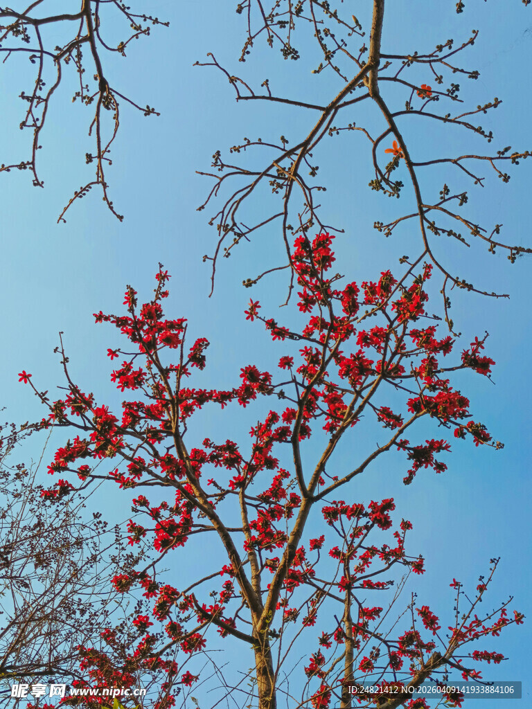 蓝天映衬下的红果树枝