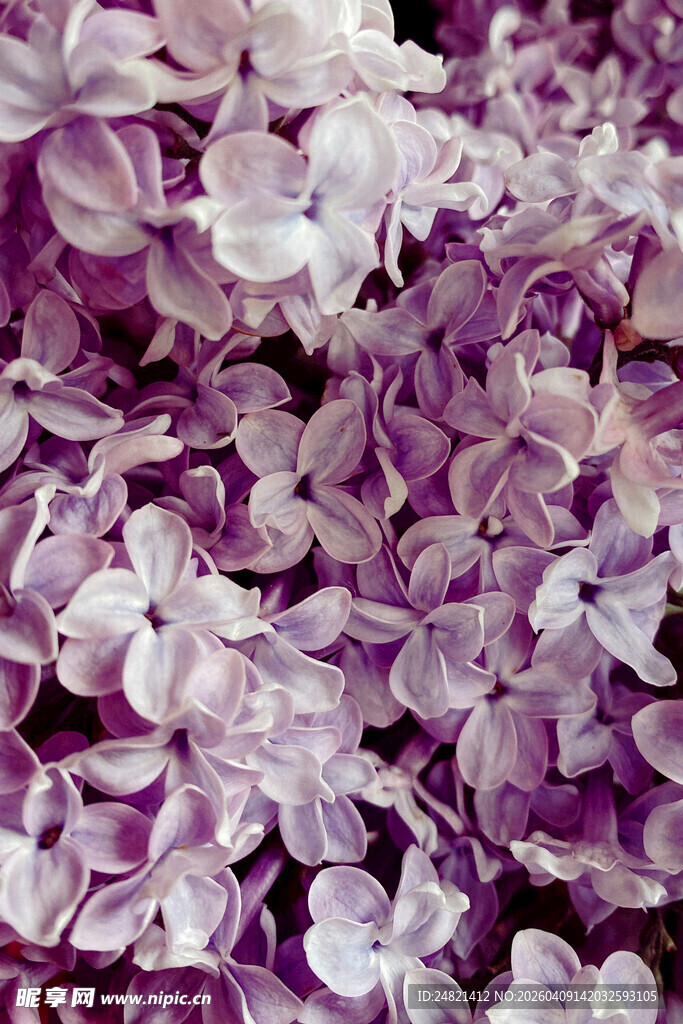紫丁香花朵特写