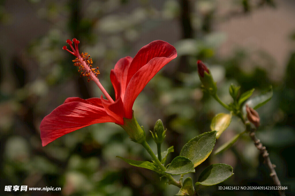 娇艳红扶桑花特写