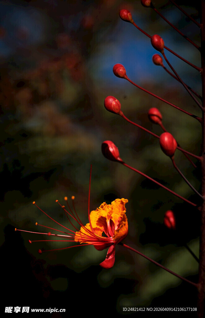 娇艳红花绽放绿叶间