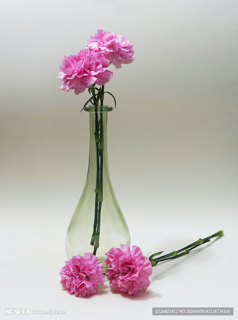 透明花瓶中的粉色康乃馨