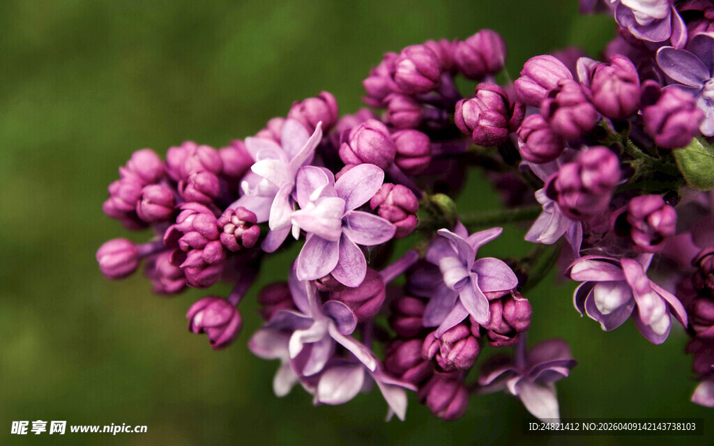 紫丁香花簇特写