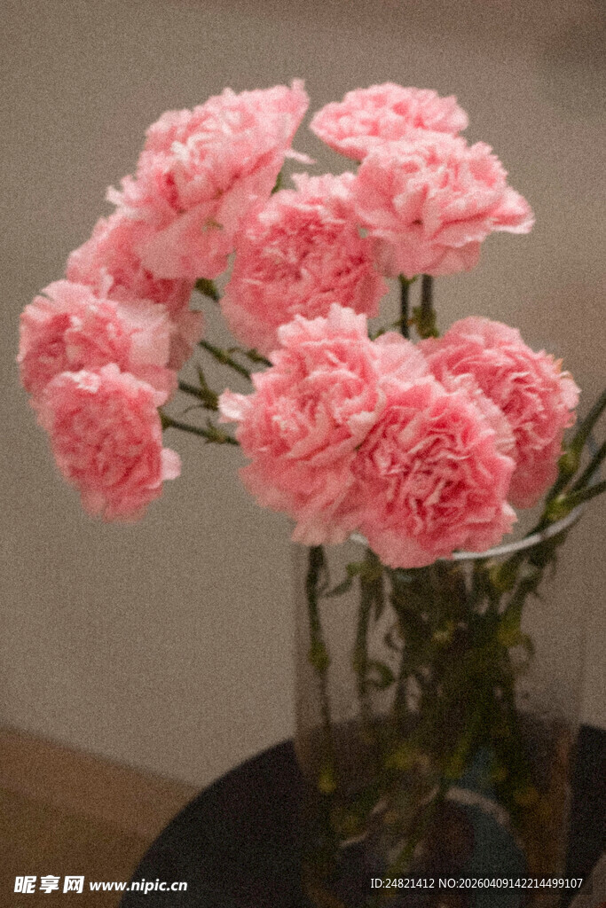 粉色康乃馨插于透明花瓶