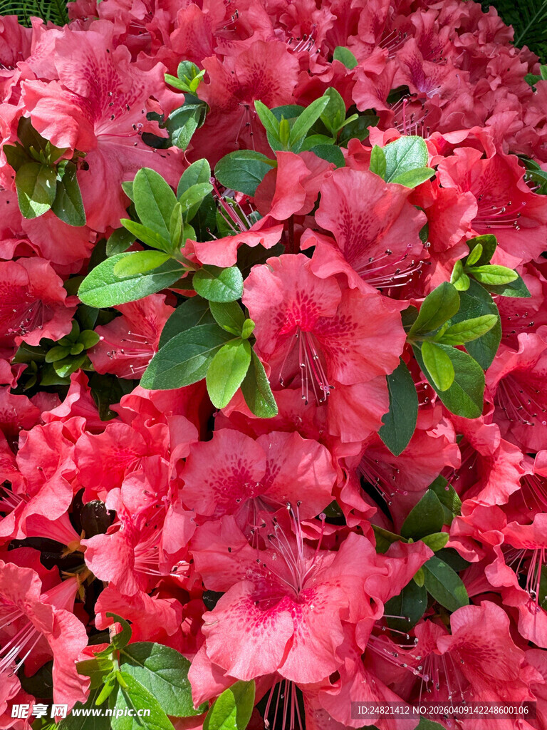 艳丽盛开的粉红色杜鹃花