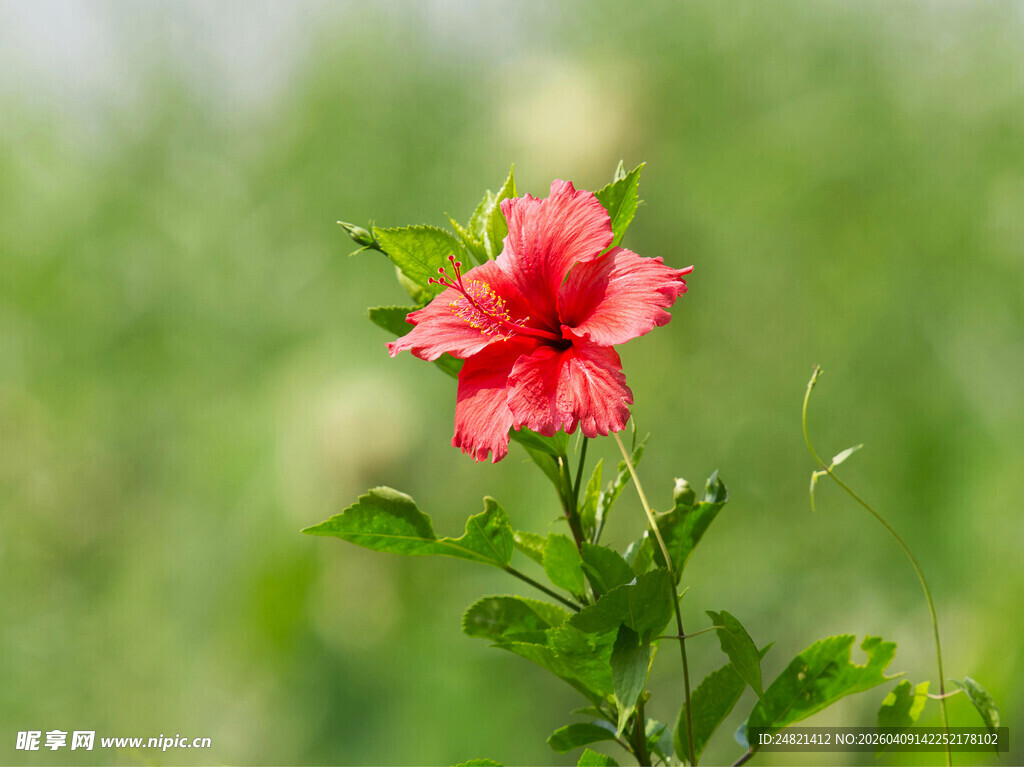 娇艳朱槿花