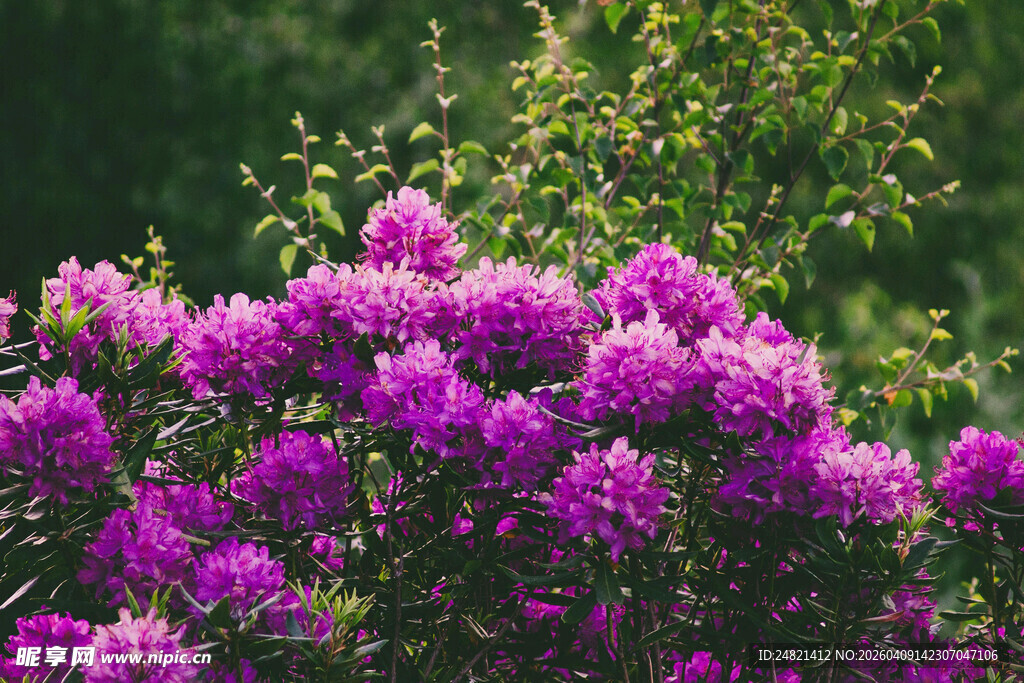 盛开的紫色花丛