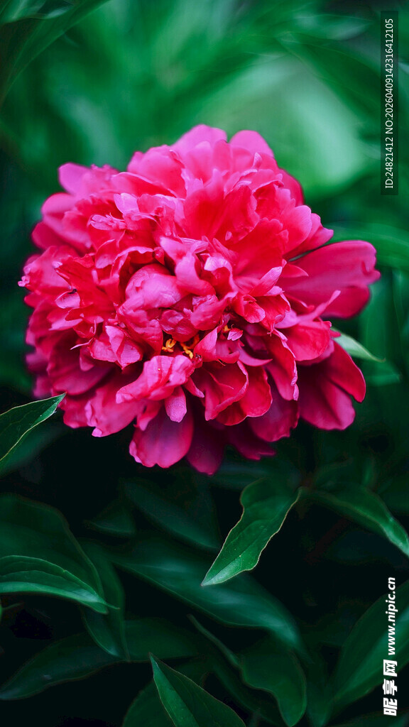 娇艳盛开的粉红色牡丹花