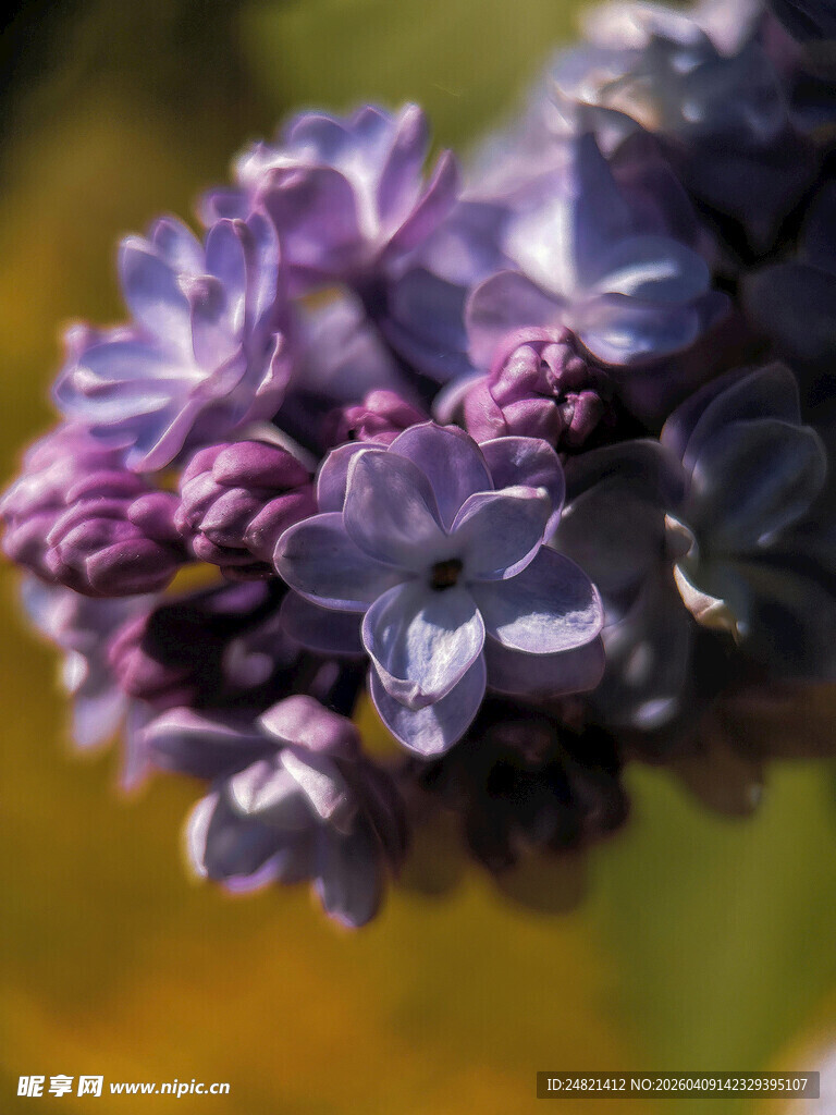 紫丁香花特写