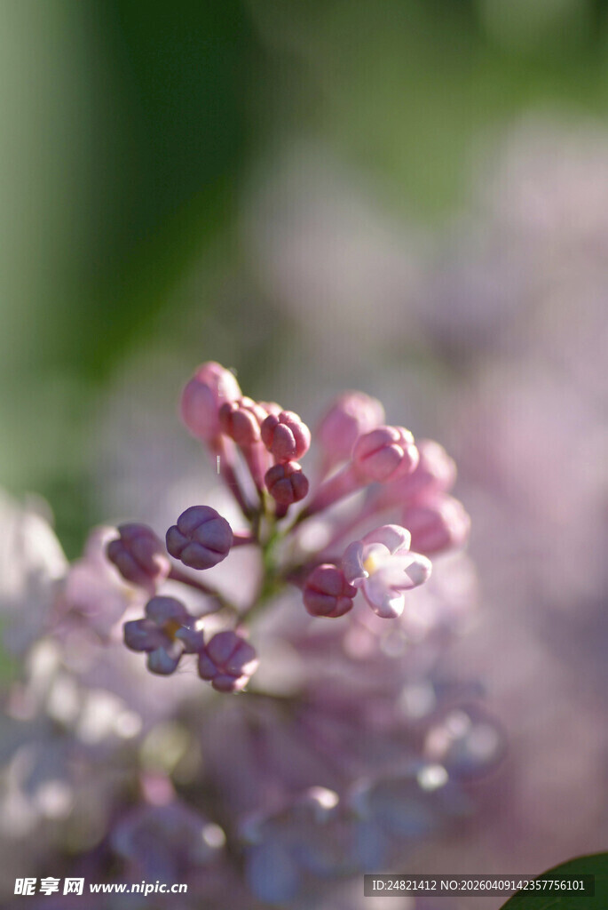 淡紫丁香花特写