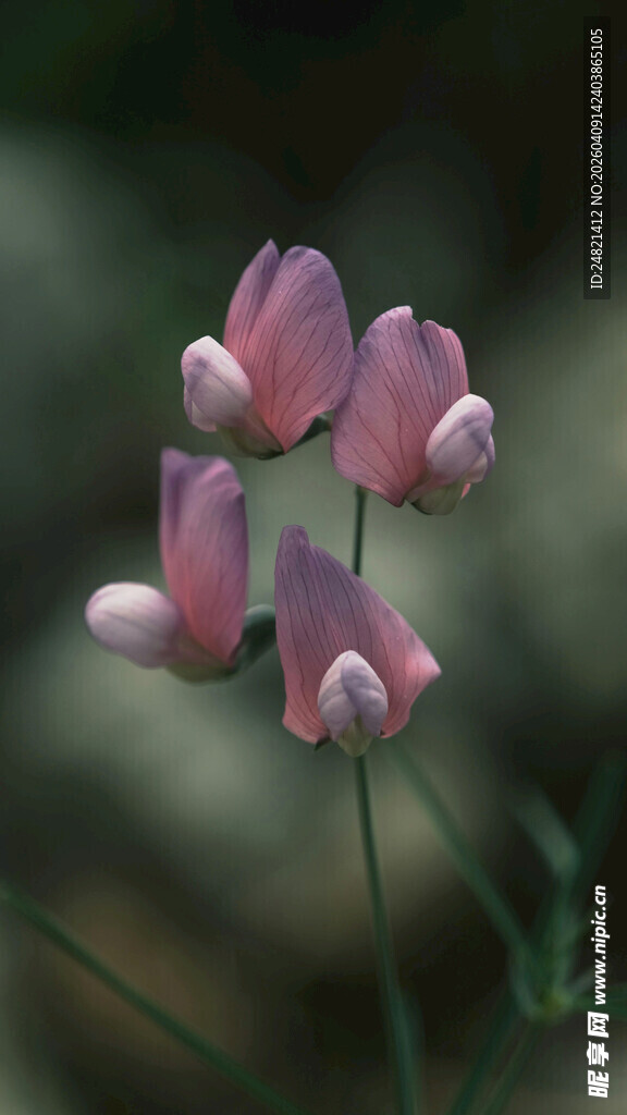 粉色小花绽放