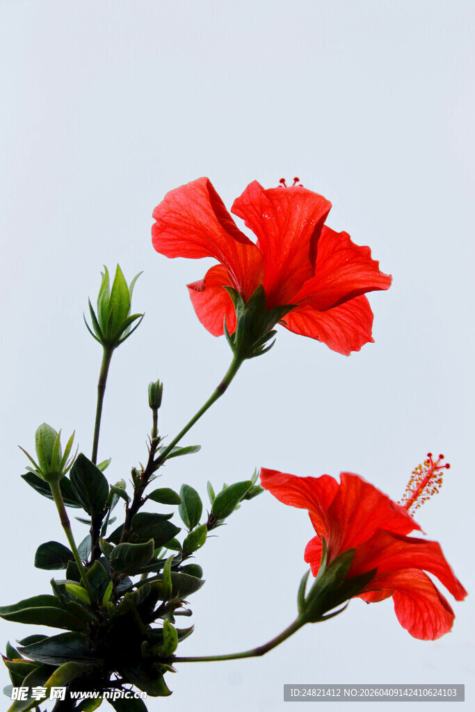 两朵娇艳朱槿花