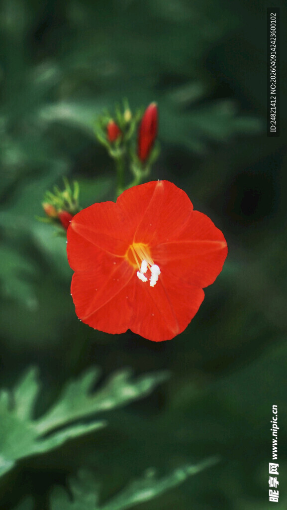 鲜艳红花朵绽放