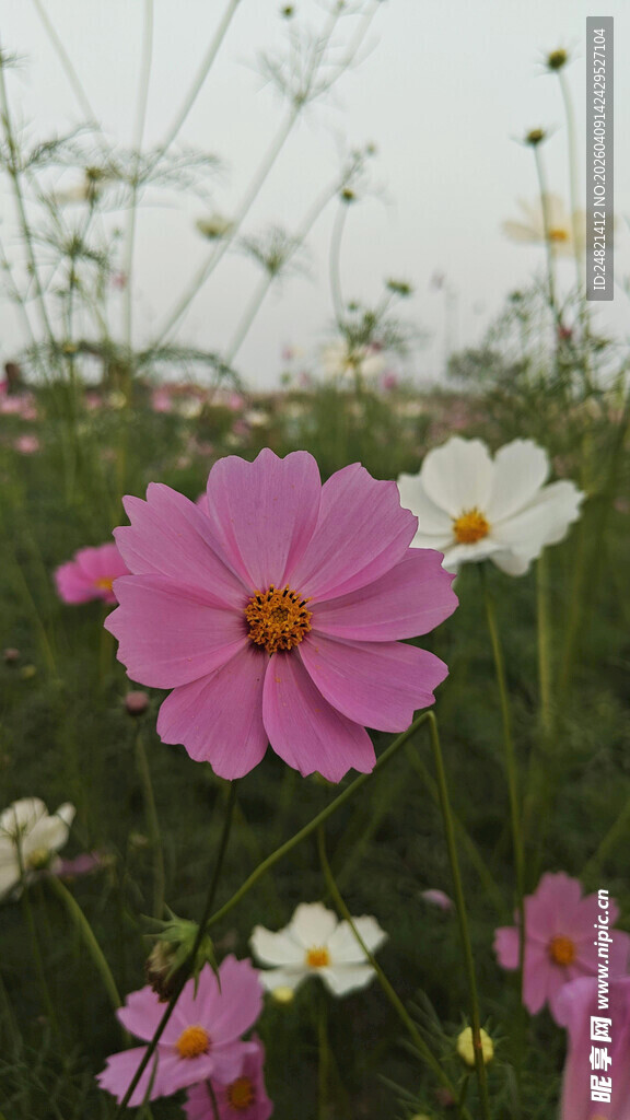 田野中的绚烂波斯菊