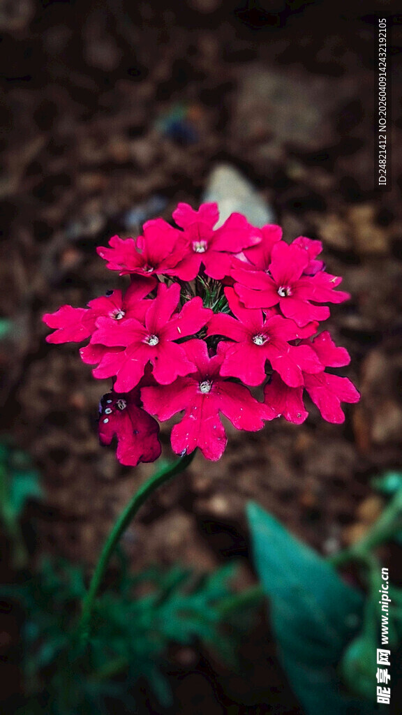 娇艳玫红花朵特写