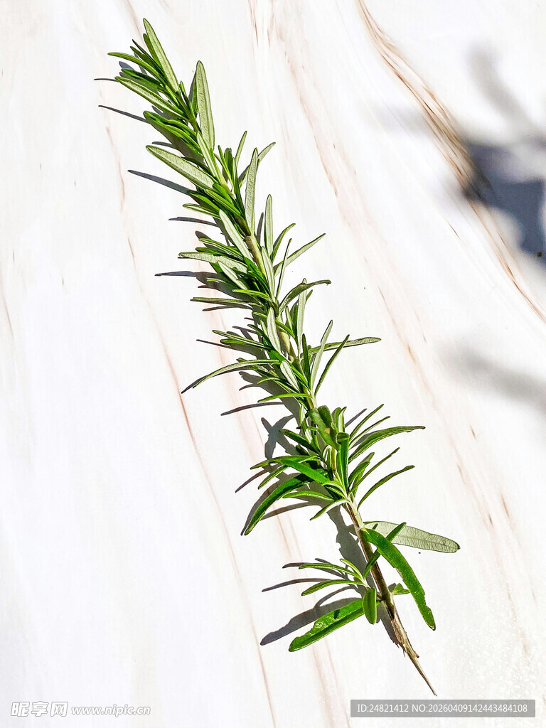 一枝迷迭香特写