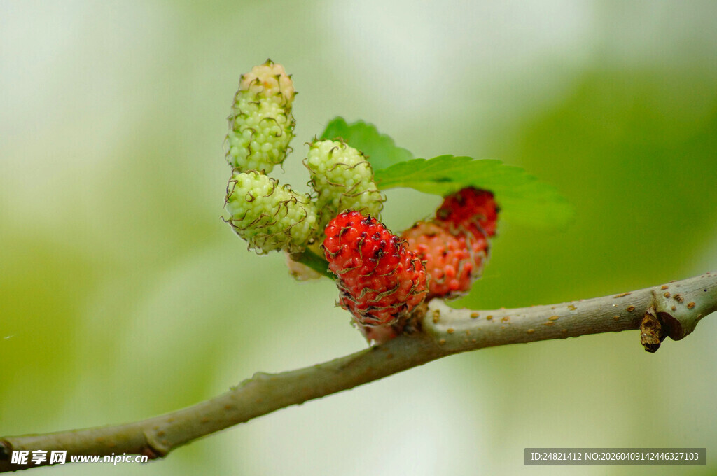 枝头桑葚初长成