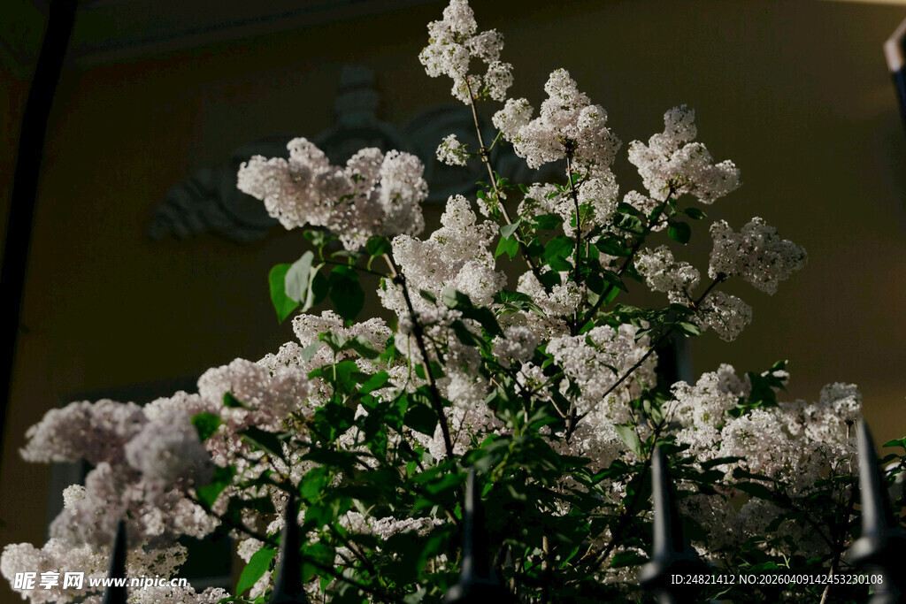 白色丁香花特写