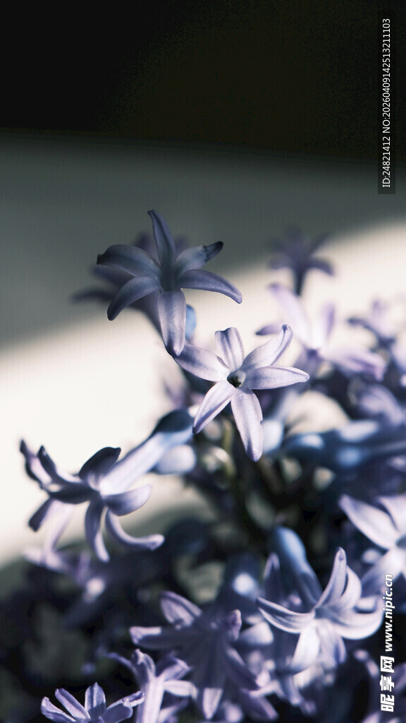 紫色花卉特写