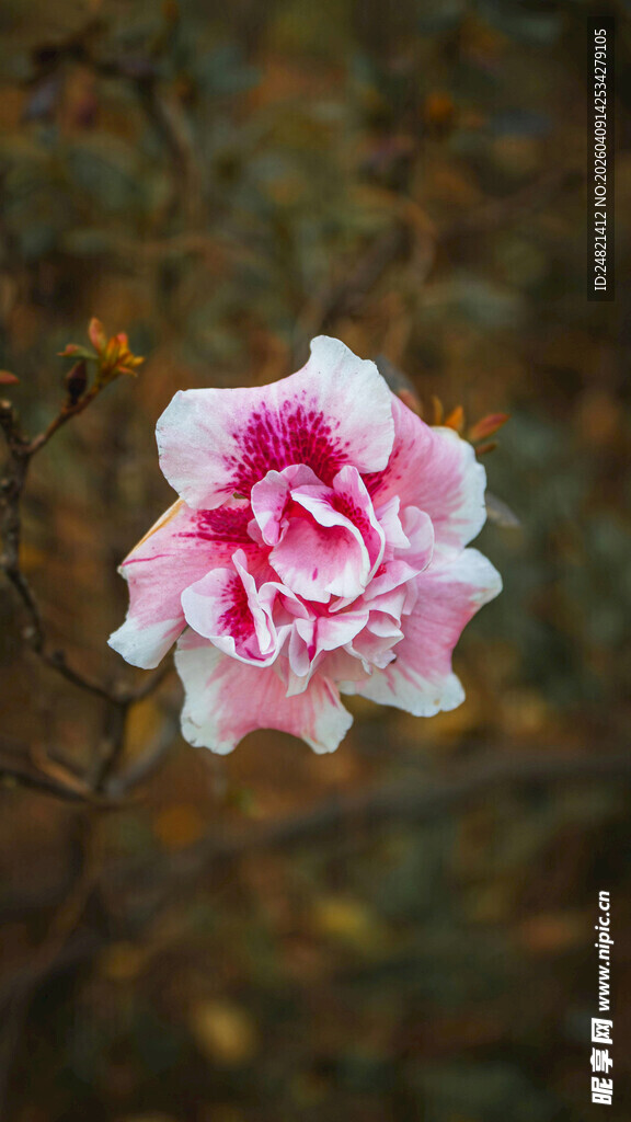 娇艳双色山茶花特写
