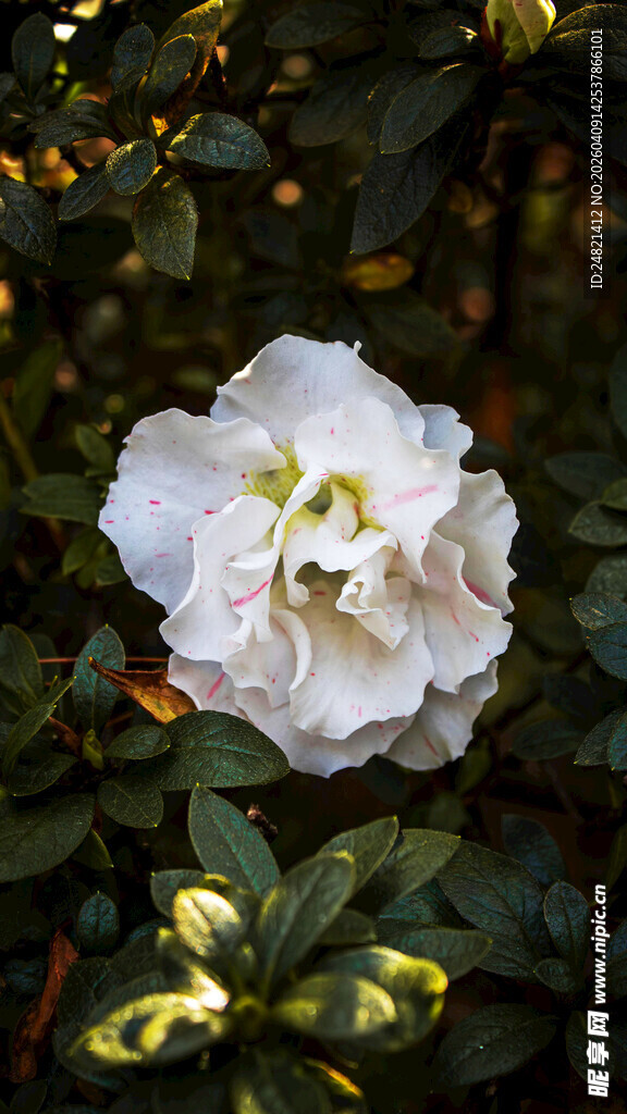 白色娇艳山茶花特写