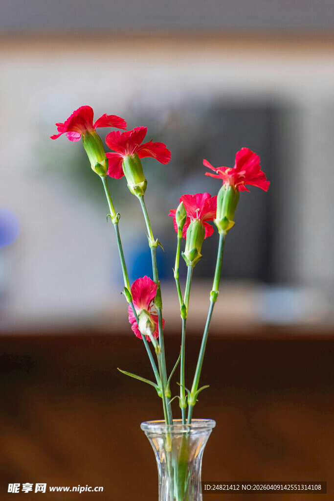 花瓶中的鲜艳红色康乃馨