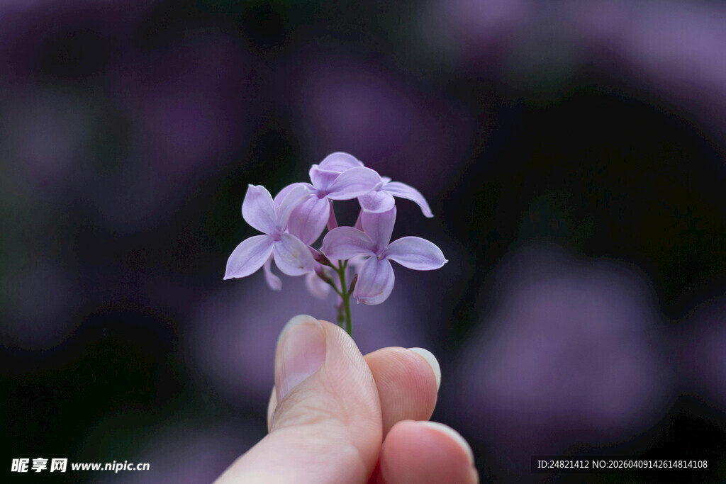 手托紫花特写