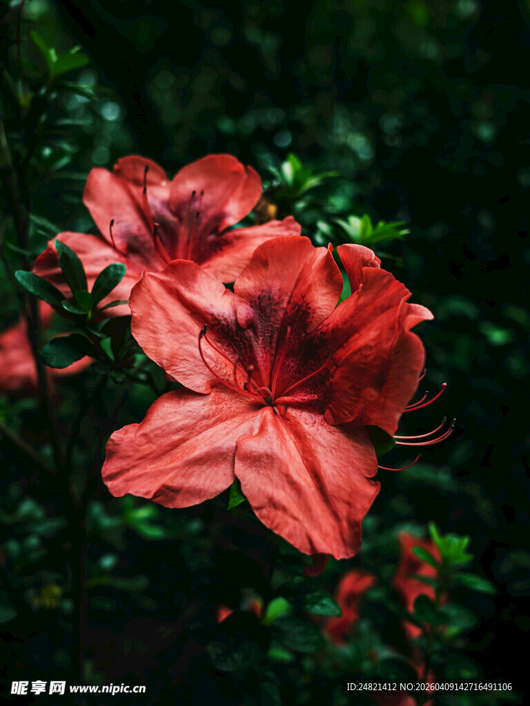 艳丽红杜鹃绽放